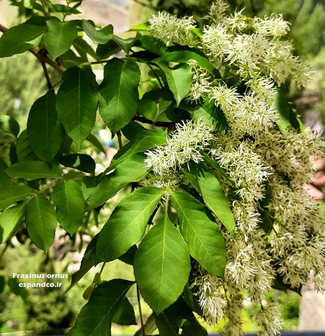  بذر درخت زبان گنجشک گل 